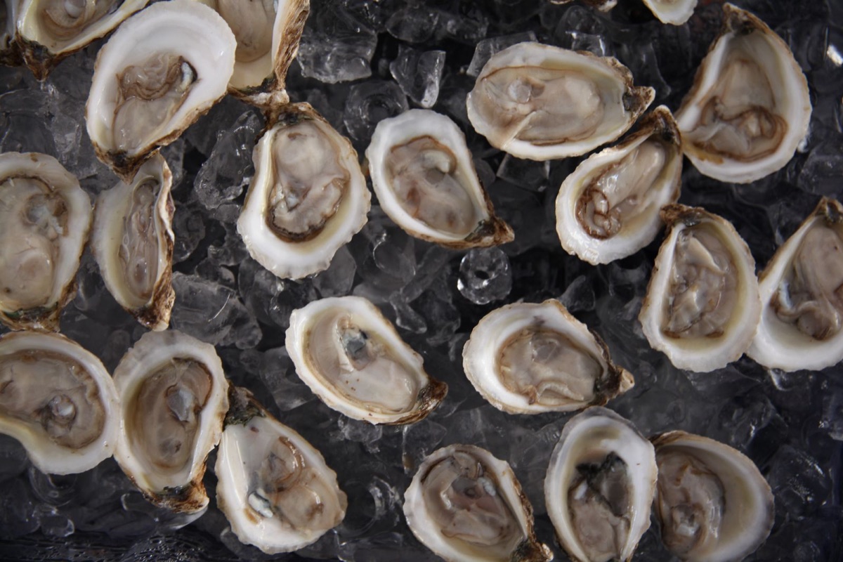 Fresh oysters on ice